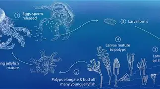 kok体育娱乐平台- 巴塞罗那对阵莱万特 